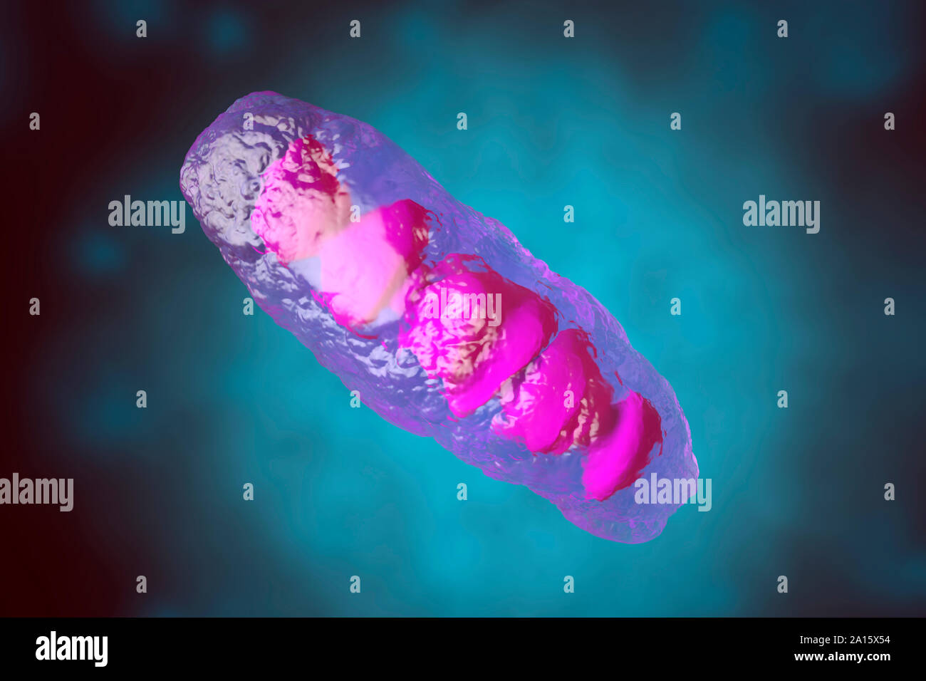 Illustration en rendu 3D, la visualisation d'une mitochondrie anatomiquement corrects, une organelle de la plupart des cellules eucaryotes et d'autres Banque D'Images