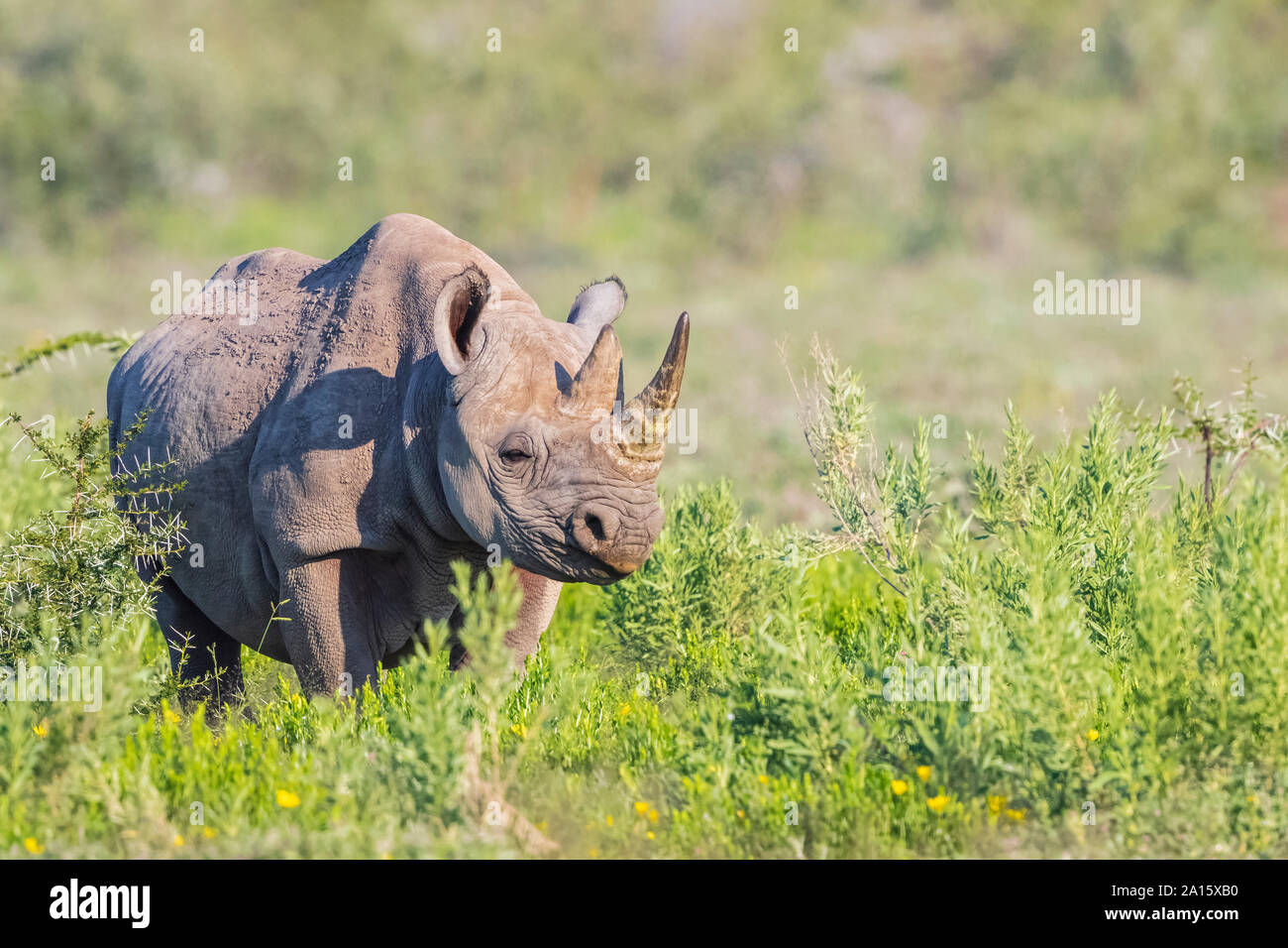 La Namibie, Etosha National Park, le rhinocéros noir d'Afrique Banque D'Images