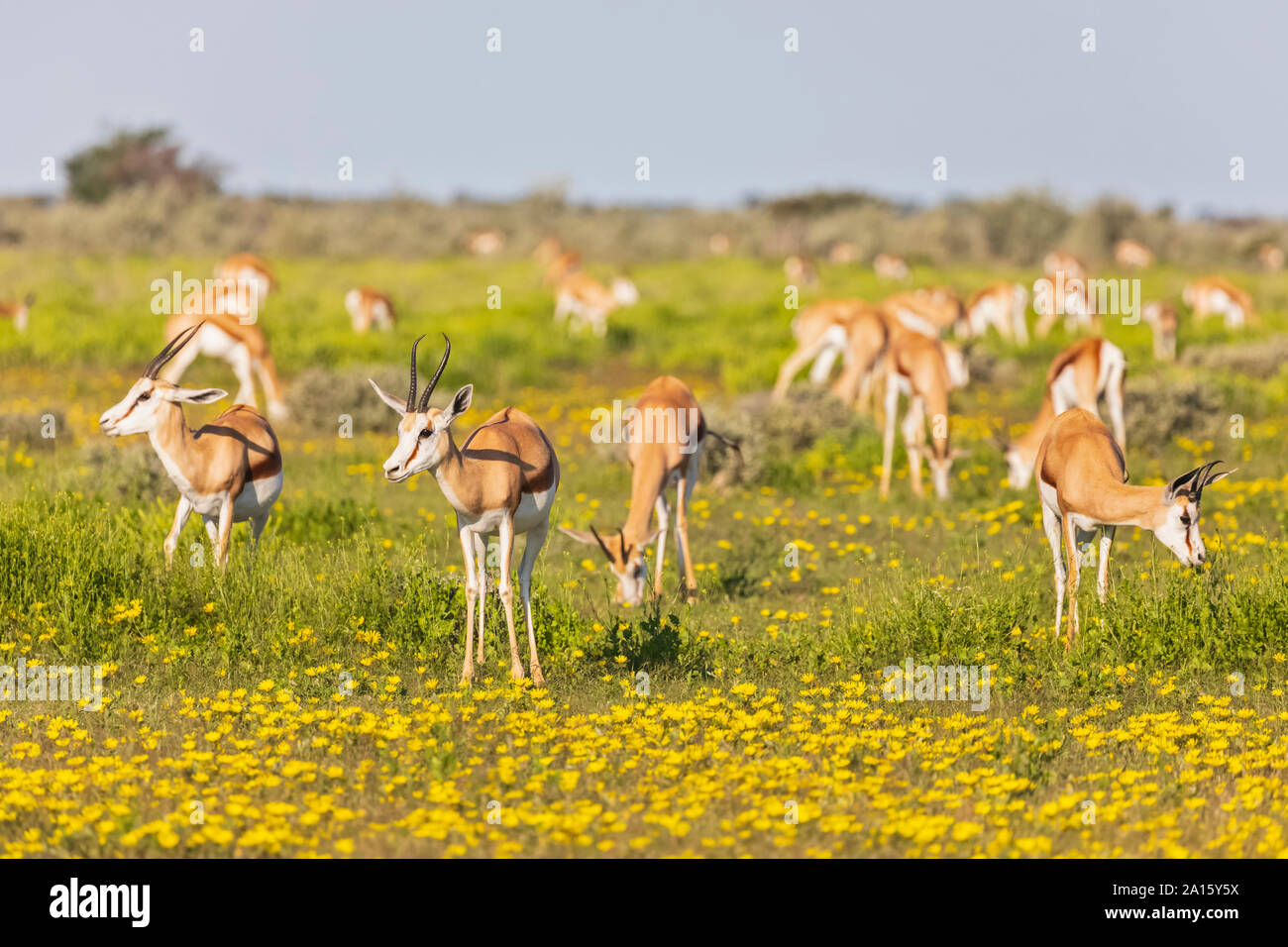 L'Afrique, la Namibie, le Parc National d'Etosha Springboks, Antidorcas marsupialis, Banque D'Images