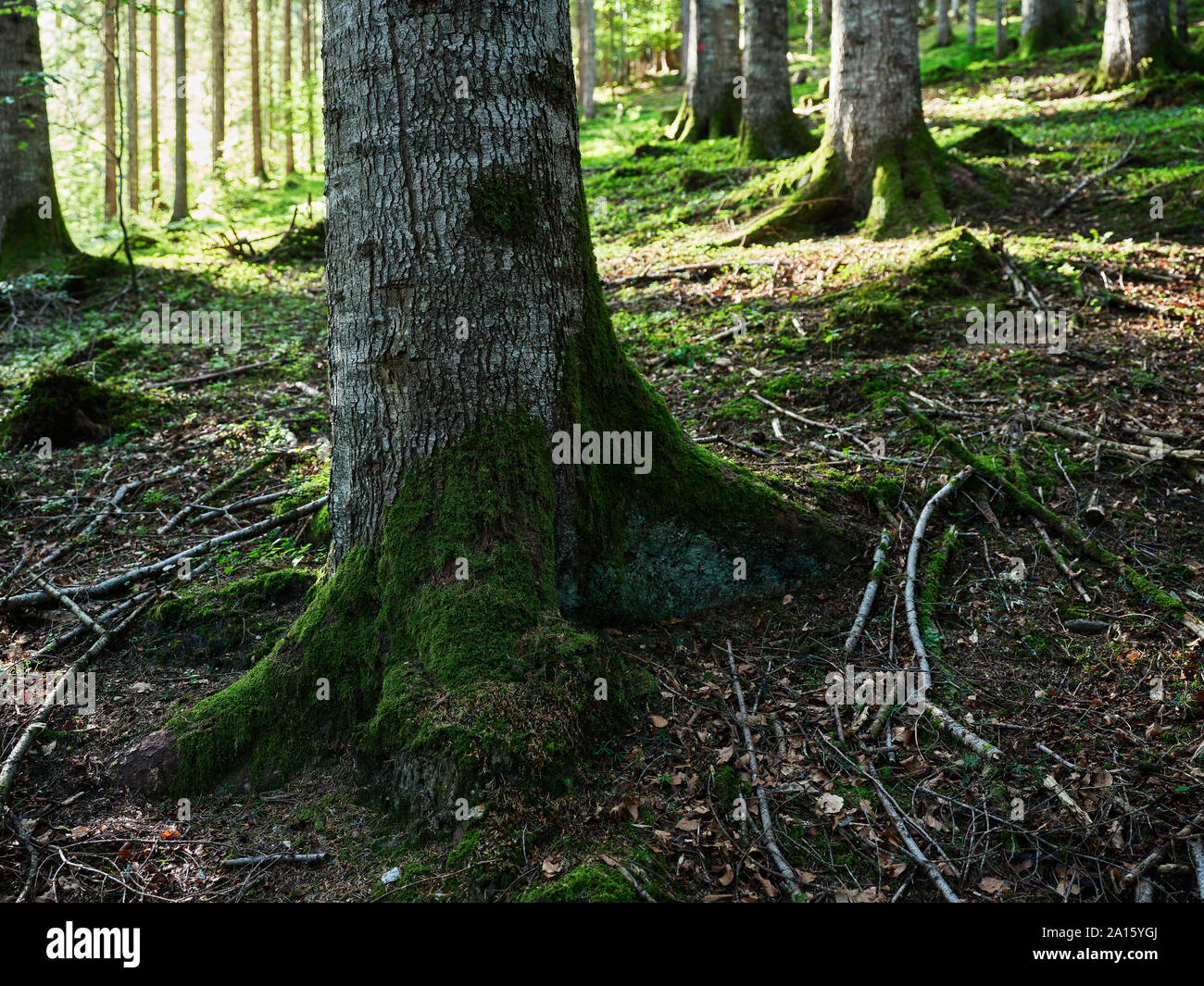 Les troncs des arbres dans une forêt mixte, Kolsass, Tyrol, Autriche Banque D'Images