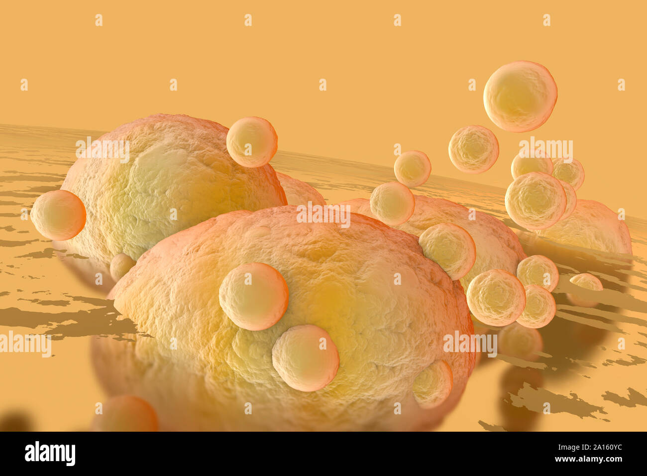 Illustration en rendu 3D, la visualisation des cellules graisseuses et de colmatage dans le corps humain Banque D'Images