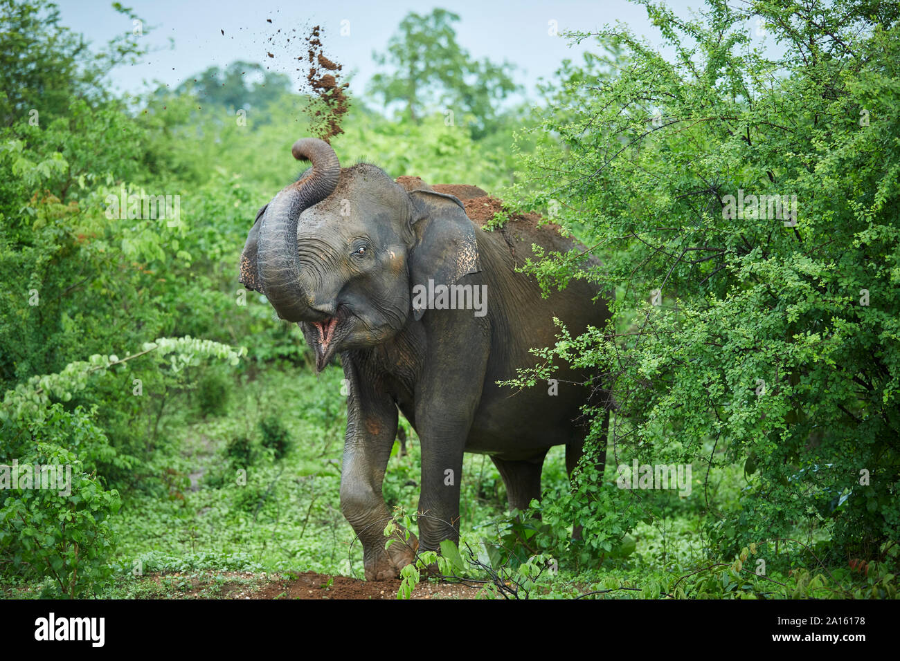 Portrait of Indian elephant jeter le sol sur son dos, le parc national Udawalawe, Sri Lanka Banque D'Images