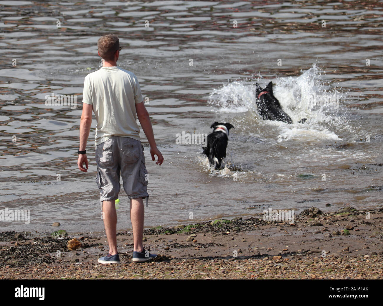 Un homme regarde comme deux chiens qui courent dans l'eau pour récupérer une balle. Banque D'Images