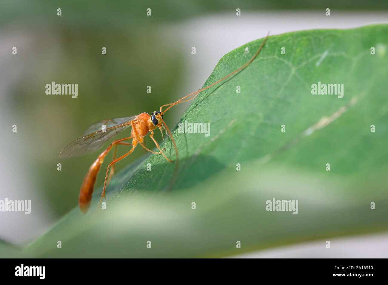 Une guêpe parasitoïde (Enicospilus purgatus mouche ichneumon) perché sur une feuille d'asclépiade à Ashbridges Bay Park à Toronto, Ontario. Banque D'Images