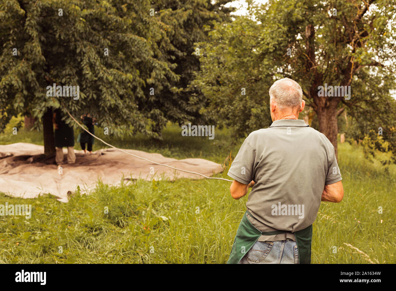 Man à corde de fixation arbre durant la récolte de cerises dans un verger Banque D'Images