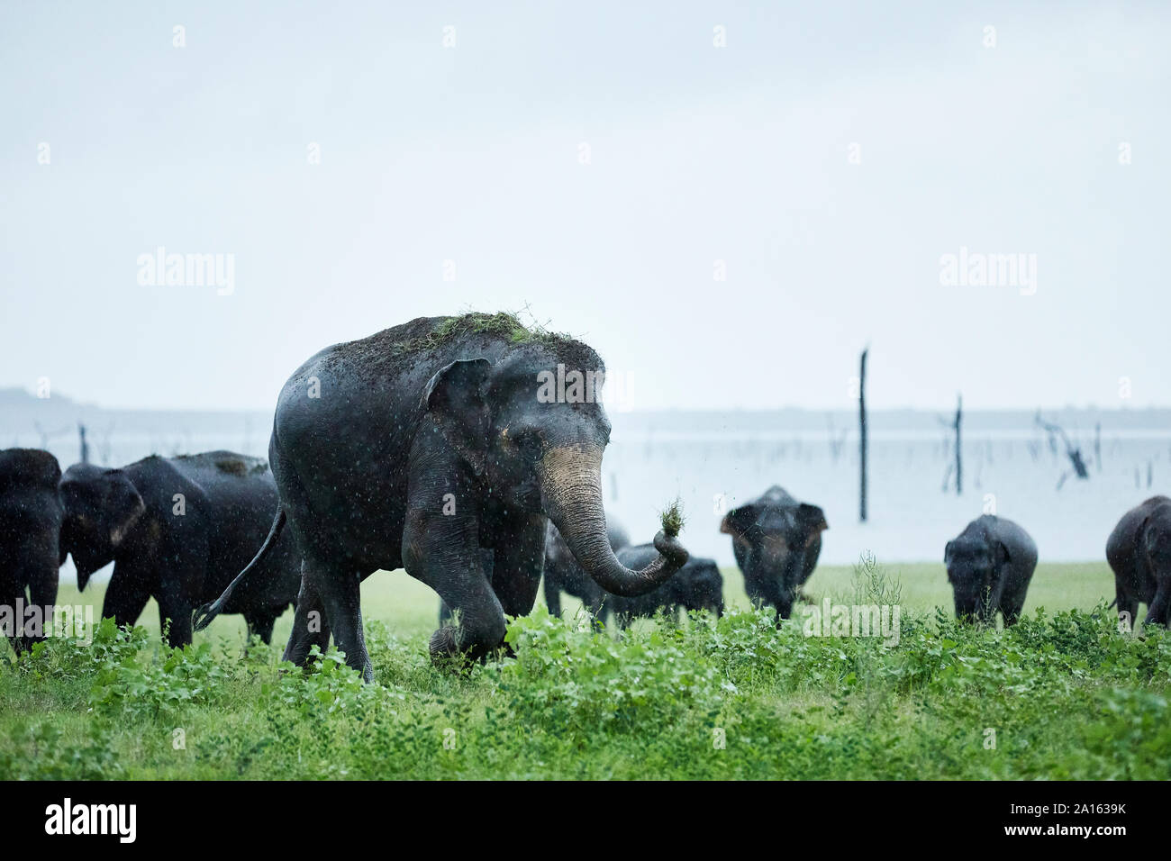 Le pâturage des troupeaux d'éléphants asiatiques au Parc National de Kaudulla contre ciel clair Banque D'Images