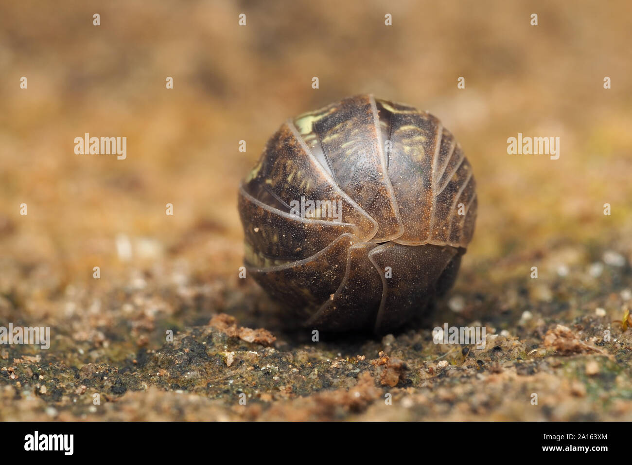 Cloporte Armadillidium vulgare (pilule) recroquevillé en boule défensive. Tipperary, Irlande Banque D'Images
