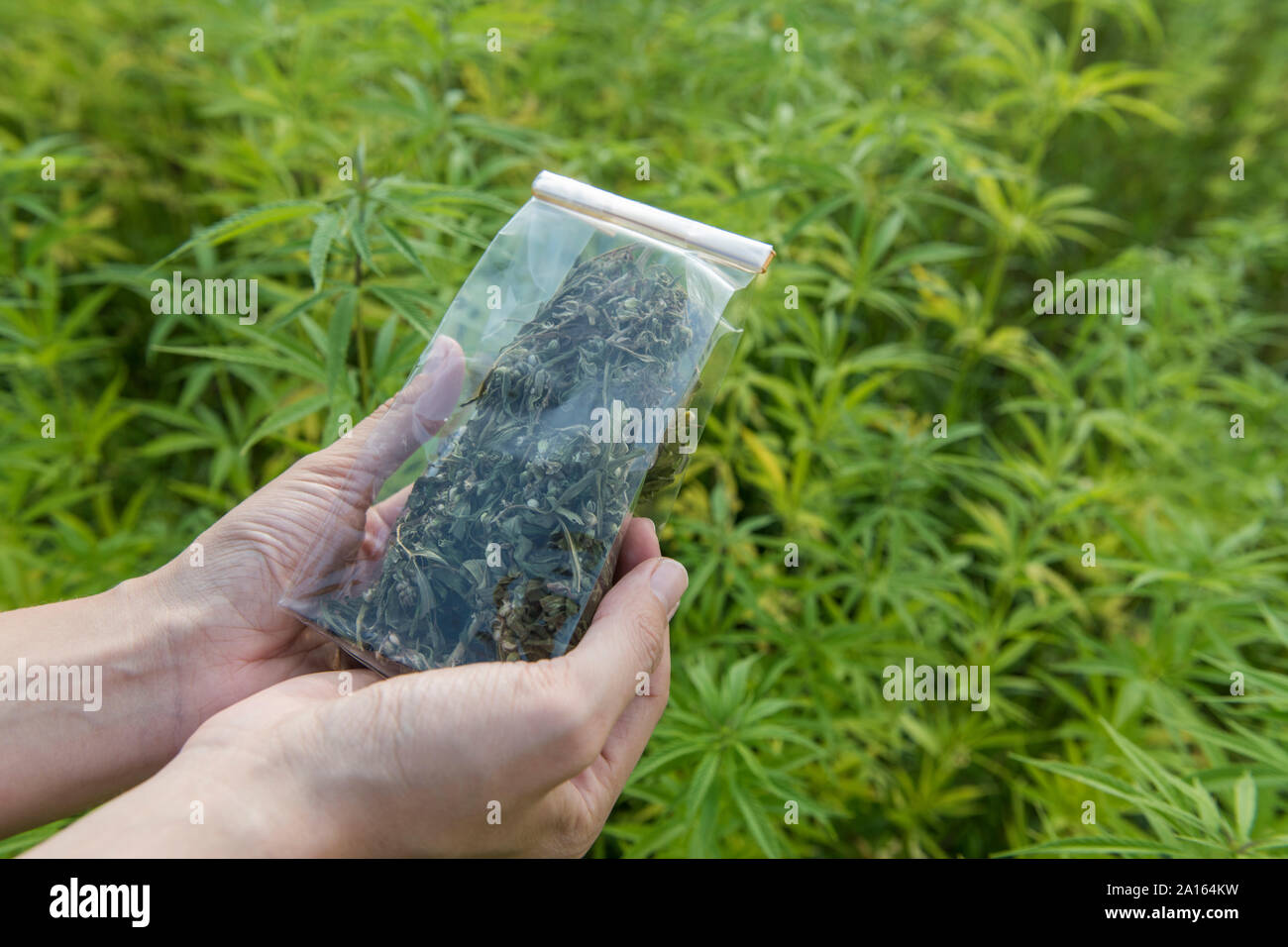 Cannabis dans un sac en plastique Banque de photographies et d'images à  haute résolution - Alamy