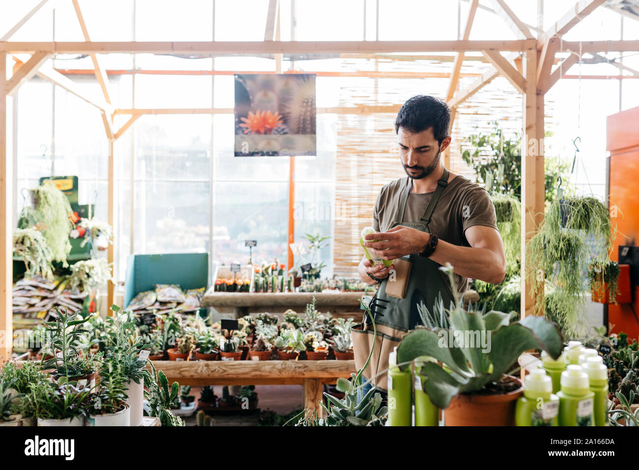 Travailleur dans un centre jardin tenant un produit d'entretien pour les cactus Banque D'Images