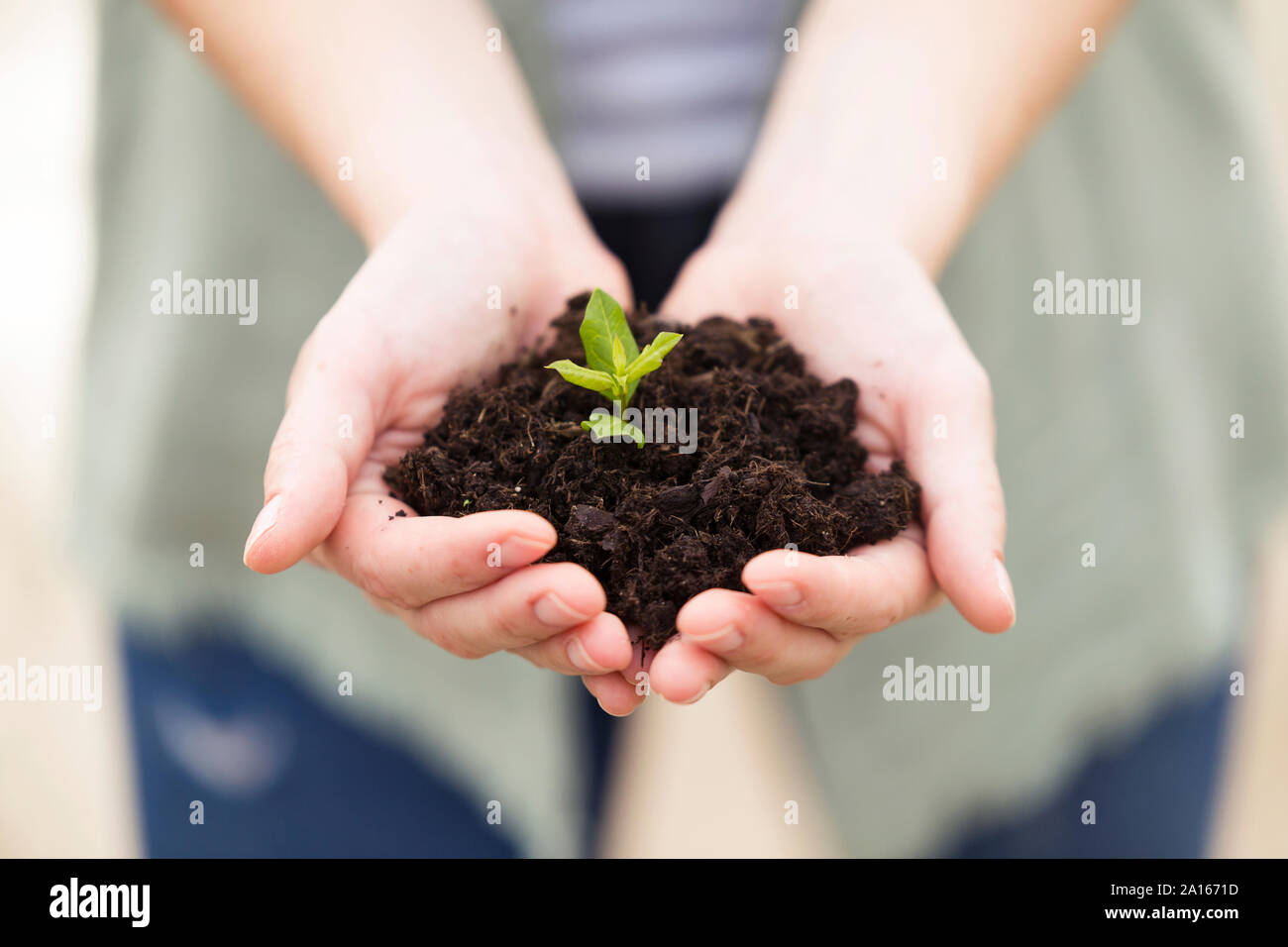 Close-up of woman's hands holding a young plant Banque D'Images