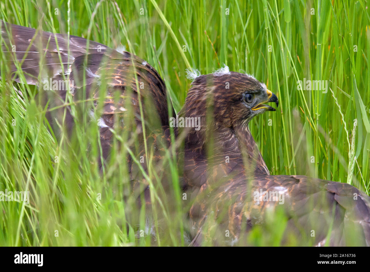 Une jeune eurasienne buzzard dans l'herbe haute, Perthshire, Écosse, Royaume-Uni, Europe. Banque D'Images