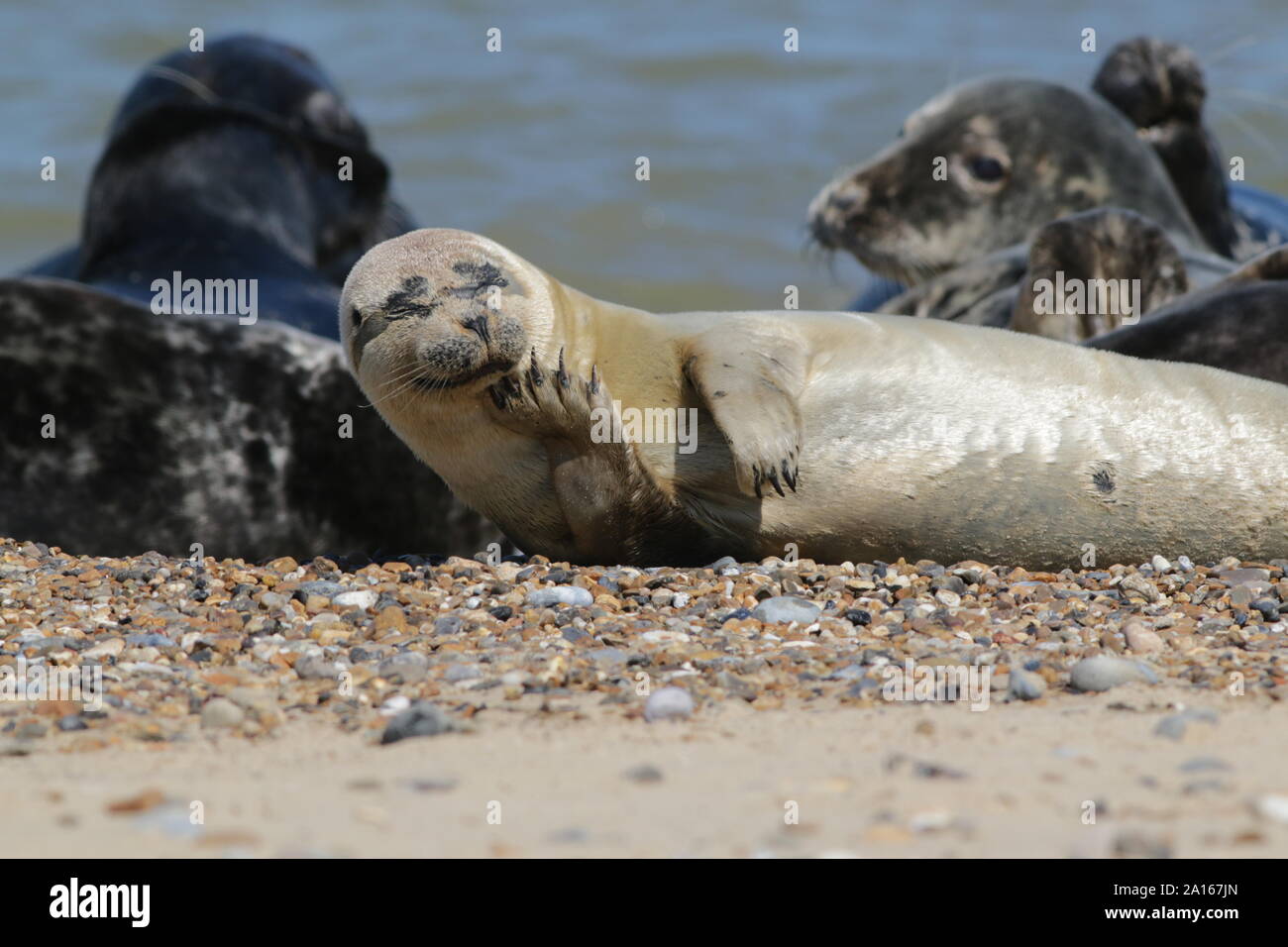 Les jeunes phoques communs sur Horsey Beach, Norfolk Banque D'Images