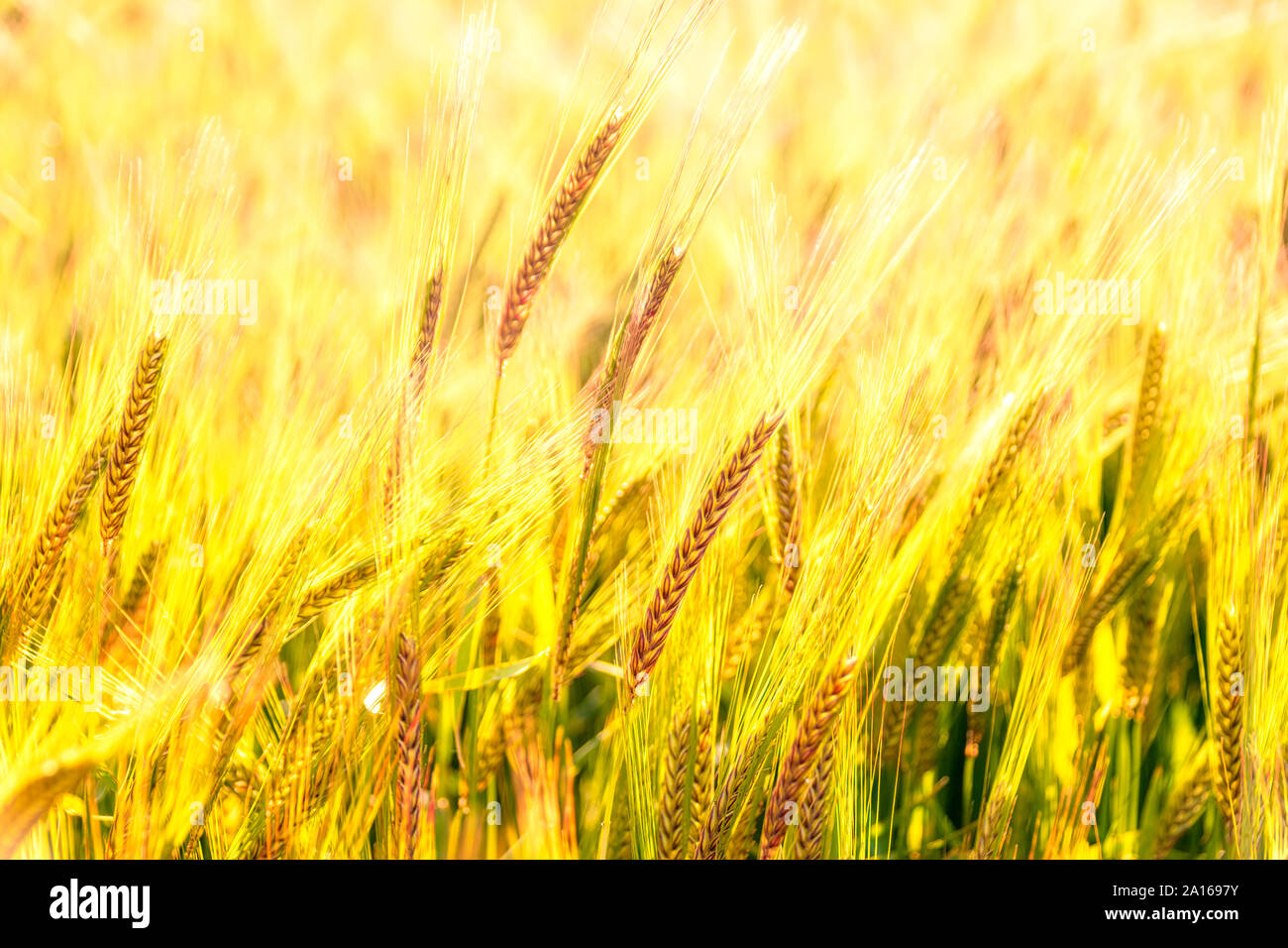 Royaume-uni, Ecosse, East Lothian, Close-up de l'orge (Hordeum vulgare) growing in field Banque D'Images