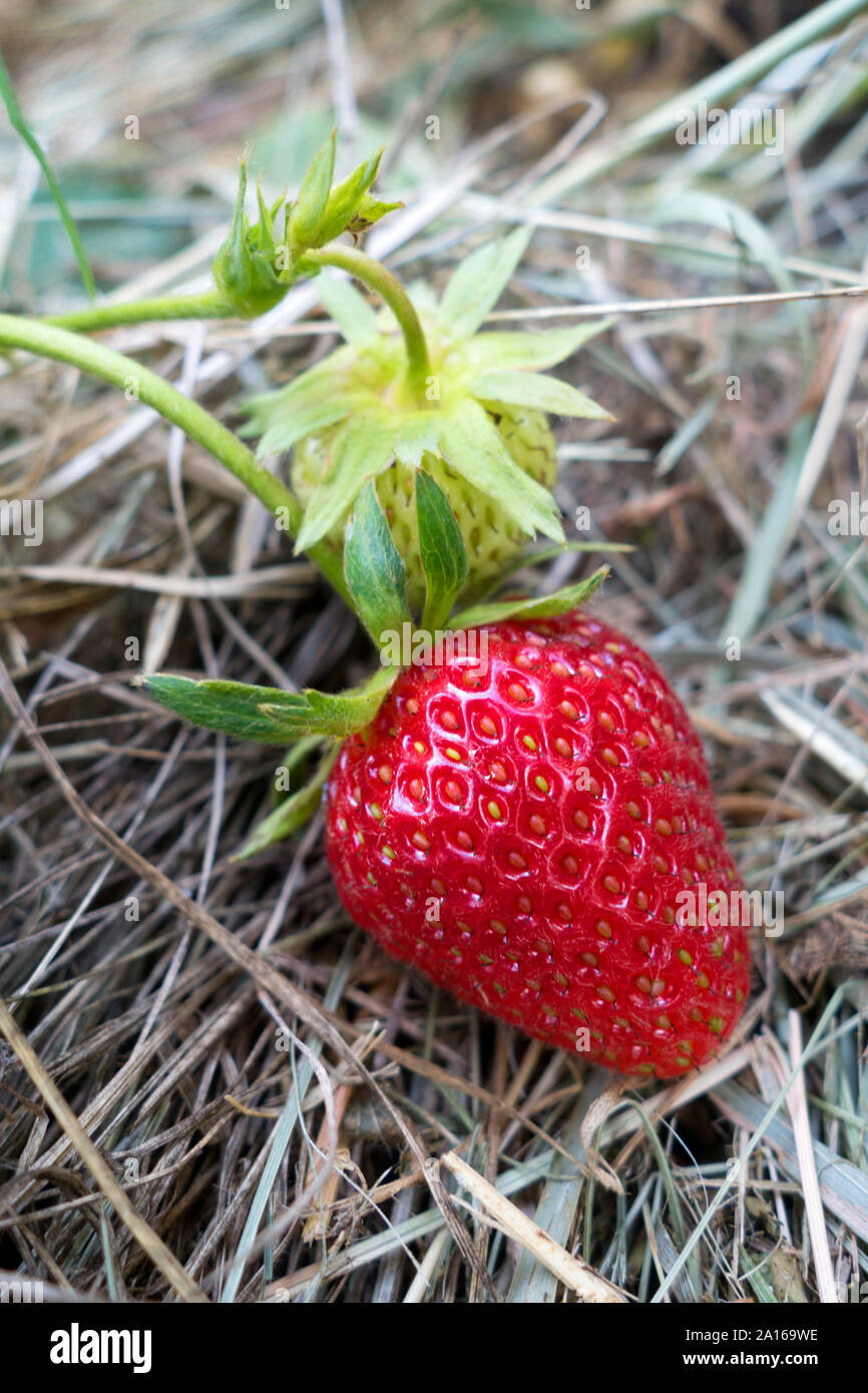 Photo de stock Grande et petite fraise rouge mûre 642144988
