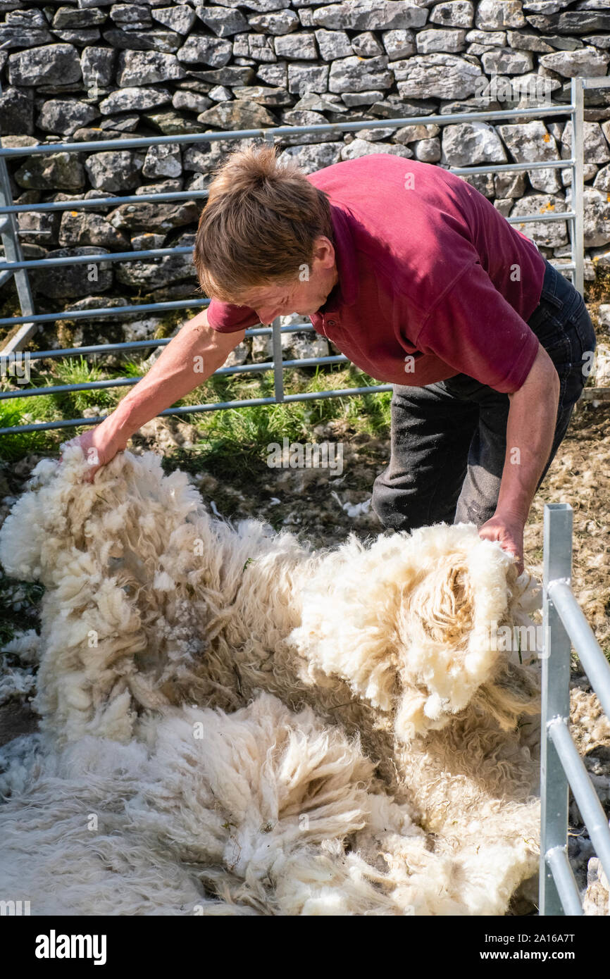 Tonte de moutons est le processus par lequel la laine polaire d'une brebis est coupée. La personne qui enlève la laine de mouton est appelé un 12818. Banque D'Images