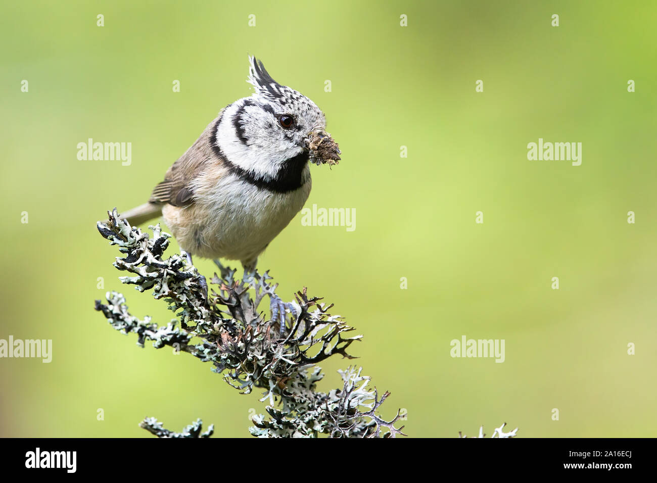 European crested tit assis sur un rameau couvert de lichens en été Banque D'Images