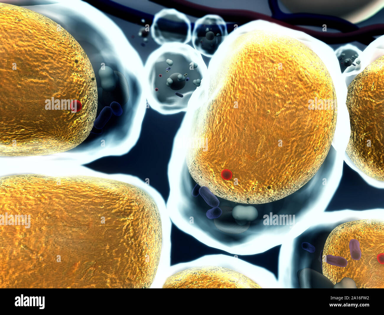 Groupe de cellules vivantes sous microscope, champ de cellules adipeuses, de haute qualité de rendu 3D de cellules, champ de cellules, la structure de la molécule, structure cellulaire Banque D'Images