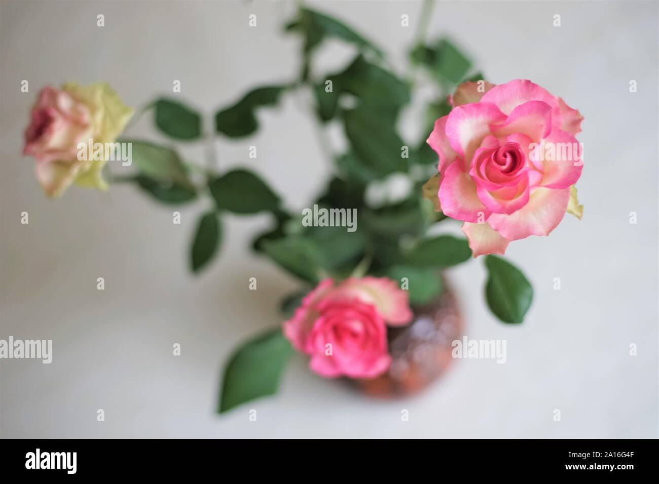 Bouquet de roses jaunes rose pâle trois dans un vase sur une table, vue du dessus. Banque D'Images