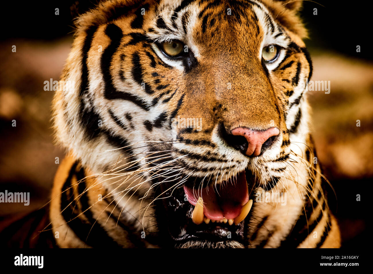 Tigre asiatique dans les forêts tropicales Banque D'Images