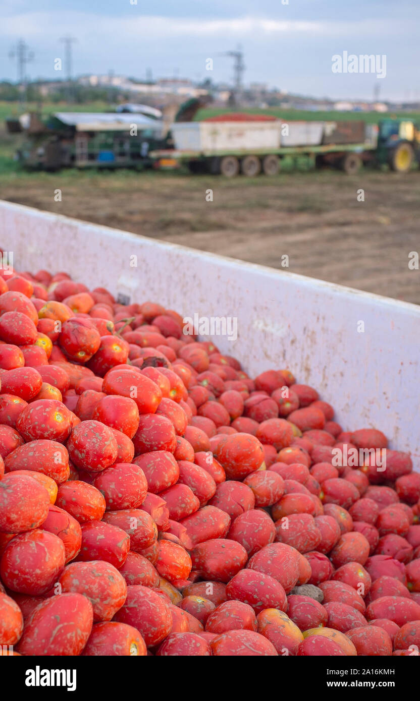 Les tomates récoltées juste chargé au remorque nacelle tractée par tracteur. La saison des tomates à Vegas del Guadiana, Espagne Banque D'Images