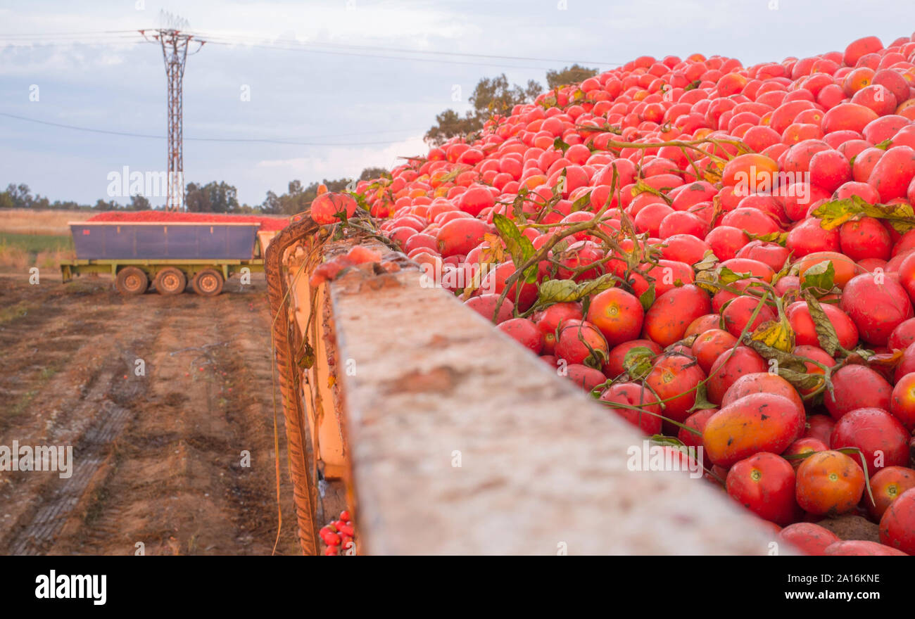 Récolté juste chargé gondola réservoir à champ de tomates. En bas de la remorque de camion Banque D'Images