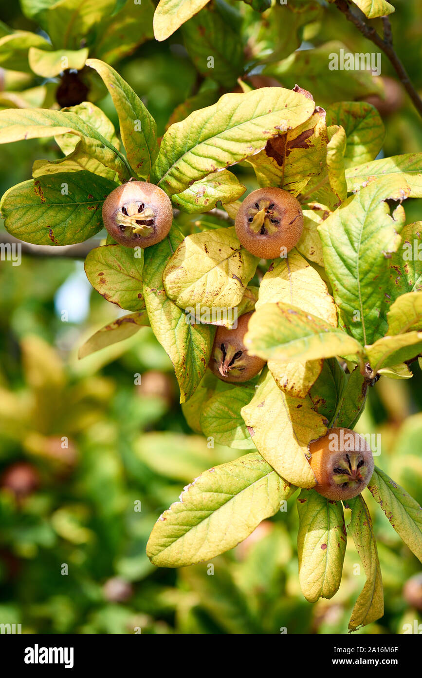 Medlars sain dans le secteur de l'arbre - l'automne de débauche nèfle fruit brown Mespilus germanica Banque D'Images