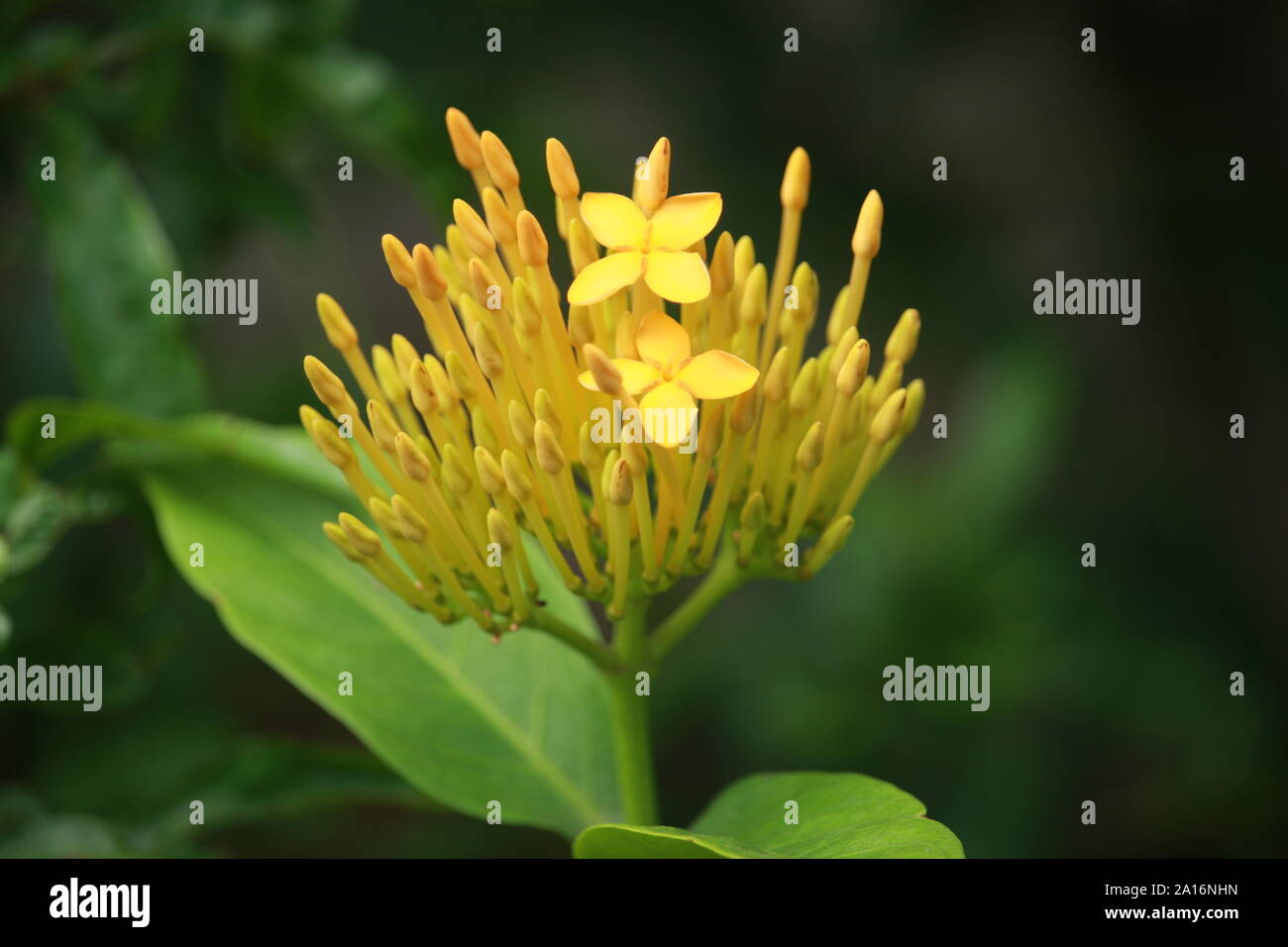 Fleur jaune fleurs Ixora Banque D'Images Fleur jaune fleurs Ixora Banque D'Images