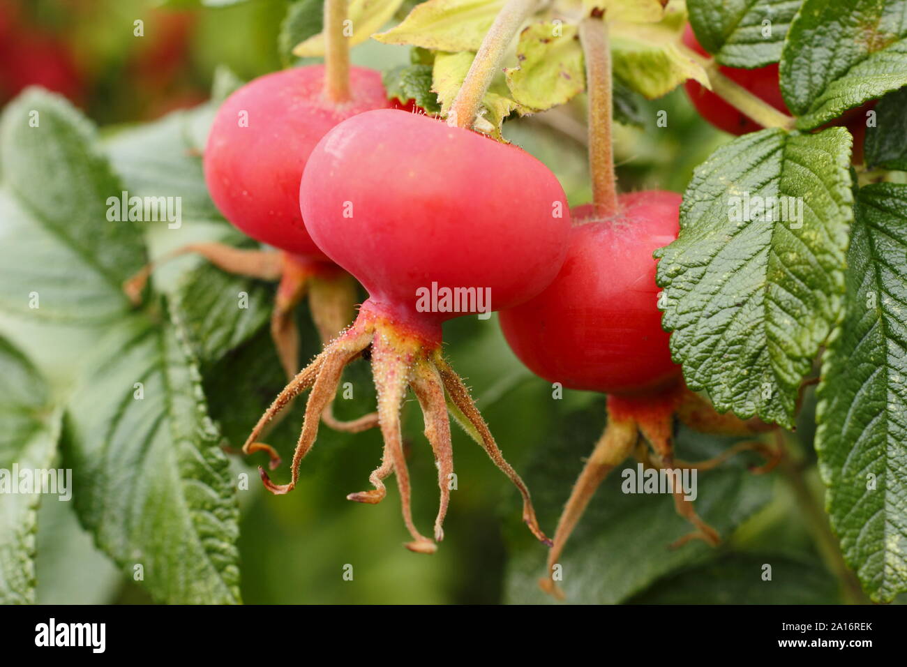 Rosa Rugosa 'Rubra'. Les hanches du Japonais rouge rose au début de l'automne. UK Banque D'Images