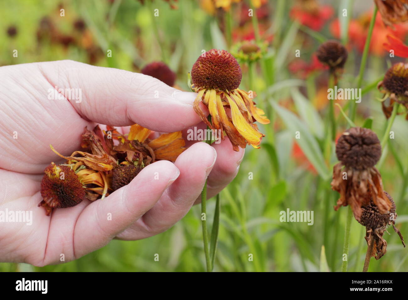 Le Deadheading heleniums d'encourager la poursuite de la floraison. UK Banque D'Images