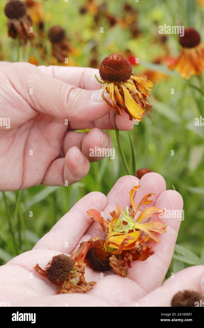 Le Deadheading heleniums d'encourager la poursuite de la floraison. UK Banque D'Images