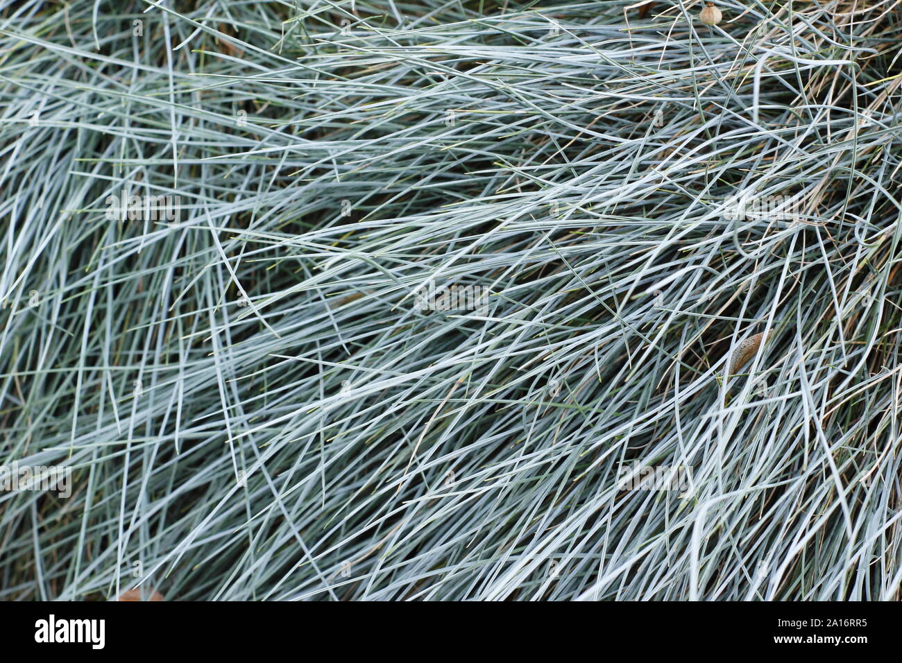 Festuca glauca 'Elijah Blue'. Feuillage ornemental d'Elijah blue grass vivace naine au début de l'automne. UK Banque D'Images