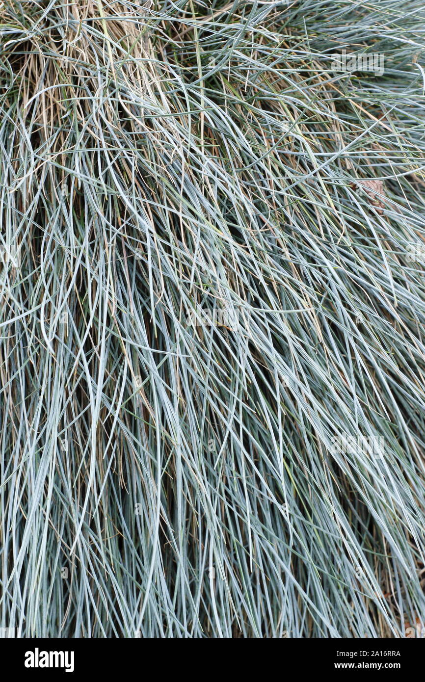 Festuca glauca 'Elijah Blue'. Feuillage ornemental d'Elijah blue grass vivace naine au début de l'automne. UK Banque D'Images