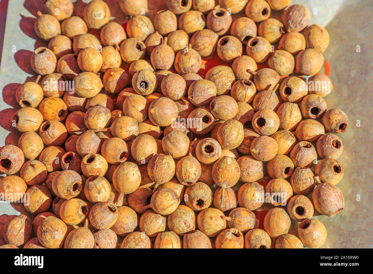 Artisanat en bois de santal perles de semence. Bush Australie aliments consommés par les aborigènes australiens. L'outback australien. Territoire du Nord, Australie. Banque D'Images