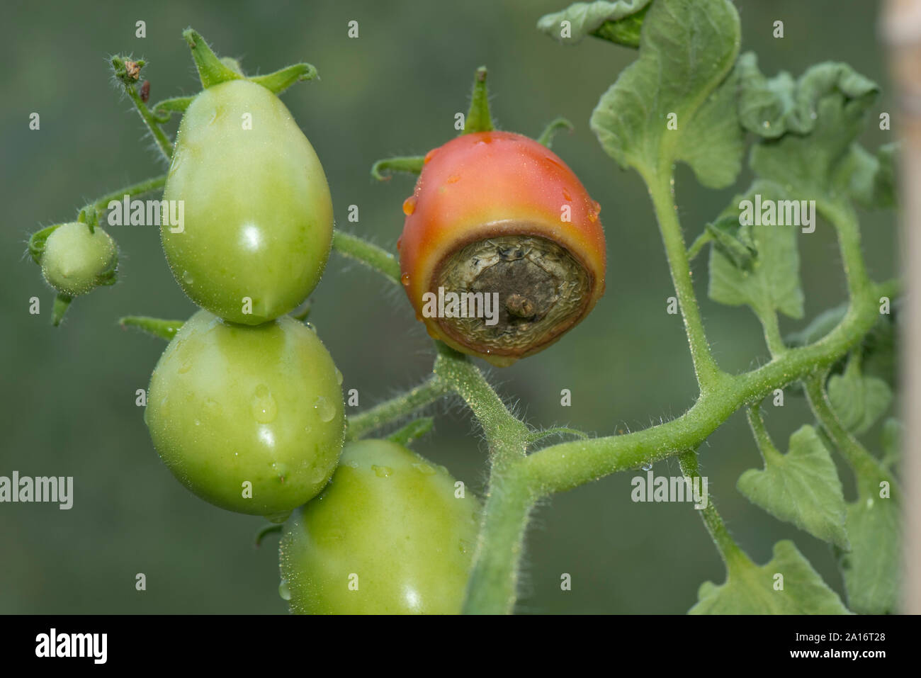 La pourriture apicale, symptômes de carence de calcium sur une serre de tomates cultivées var. Roma, Berkshire, Juillet Banque D'Images