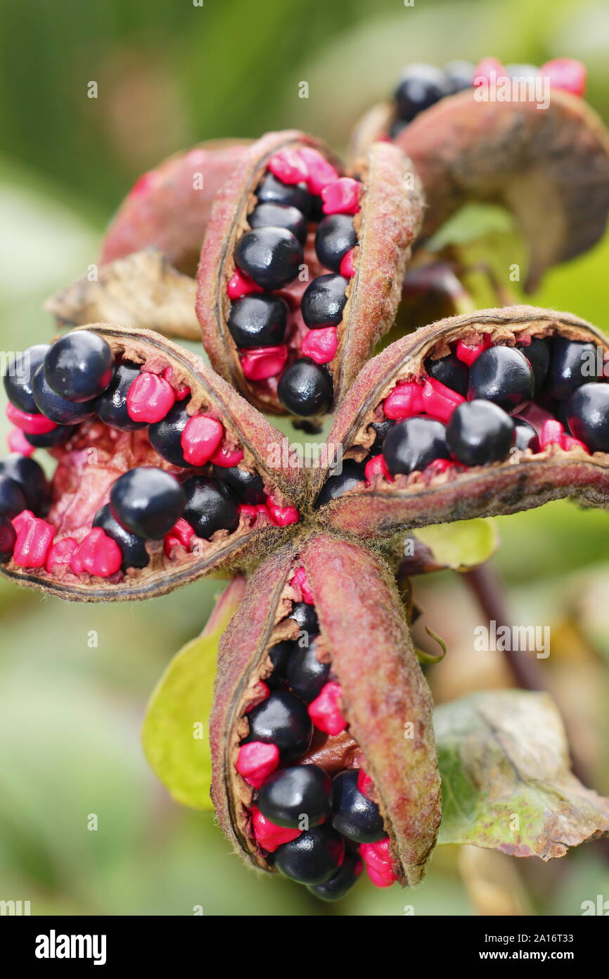 Paeonia mlokosewitschii. Les coupelles de semences ornementales de 'Molly' la sorcière de la pivoine au début de l'automne. UK Banque D'Images