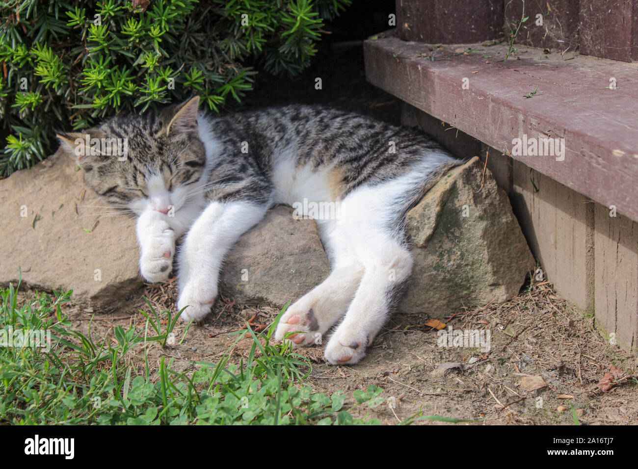 Chat-Tigre à rayures dormant dehors sur les roches Banque D'Images
