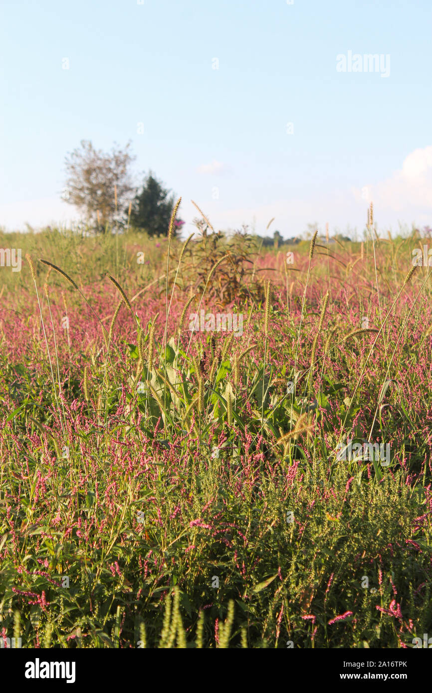 La renouée persicaire rose de mauvaises herbes sur le terrain en Ohio Banque D'Images