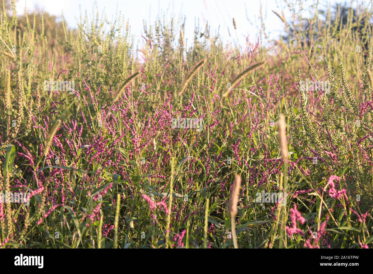 La renouée persicaire rose de mauvaises herbes sur le terrain en Ohio Banque D'Images