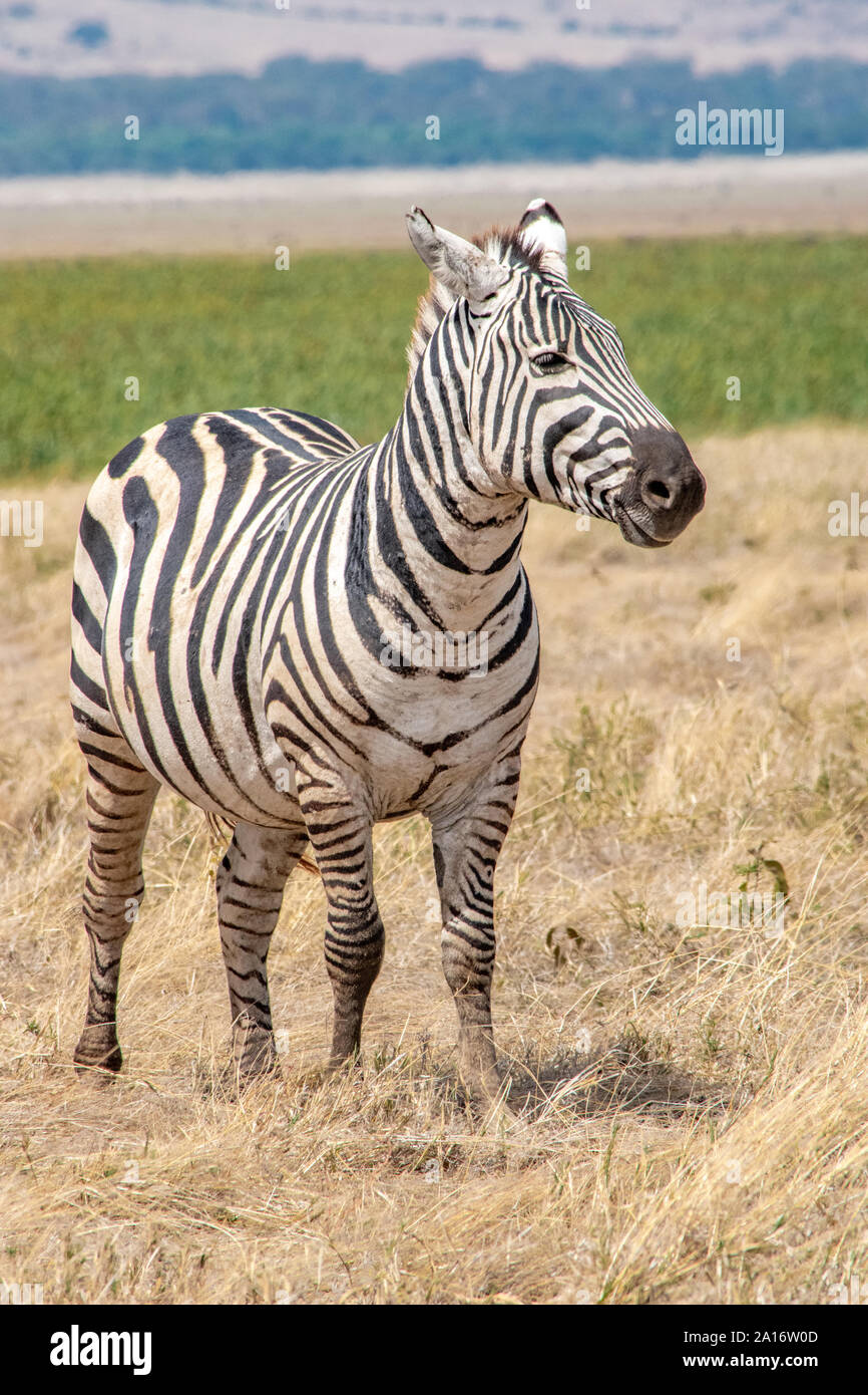Girafe camouflée par l'herbe et des succursales à Tarangire, Tanzanie. Banque D'Images