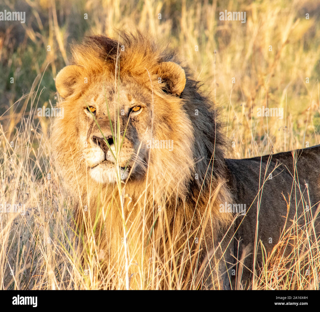 Lion majestueux avec mane dans coucher du soleil doré. Banque D'Images