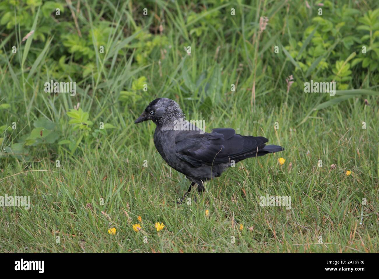 Choucas (Corvus monedula) à la prairie de Wangerooge, Allemagne Banque D'Images