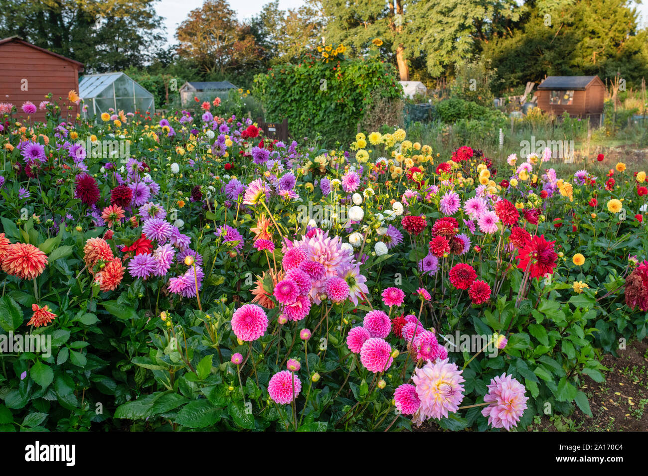 Dahlias croissant dans une affectation de Cotswold. Kingham, Cotswolds, Gloucestershire, Angleterre Banque D'Images