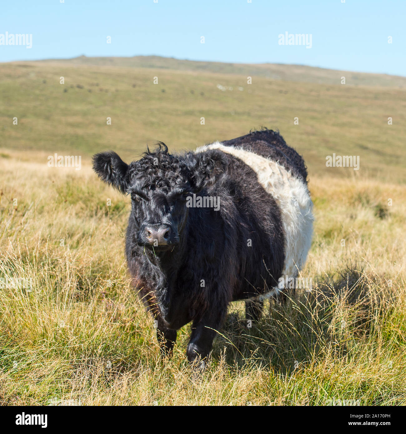 Vache à ceinture Banque D'Images