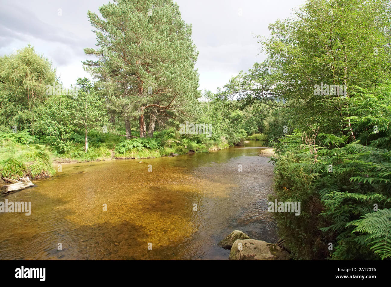 Le Glenmore Forest Park, Aviemore, rivière, Cairngorms à Loch Morlich Banque D'Images