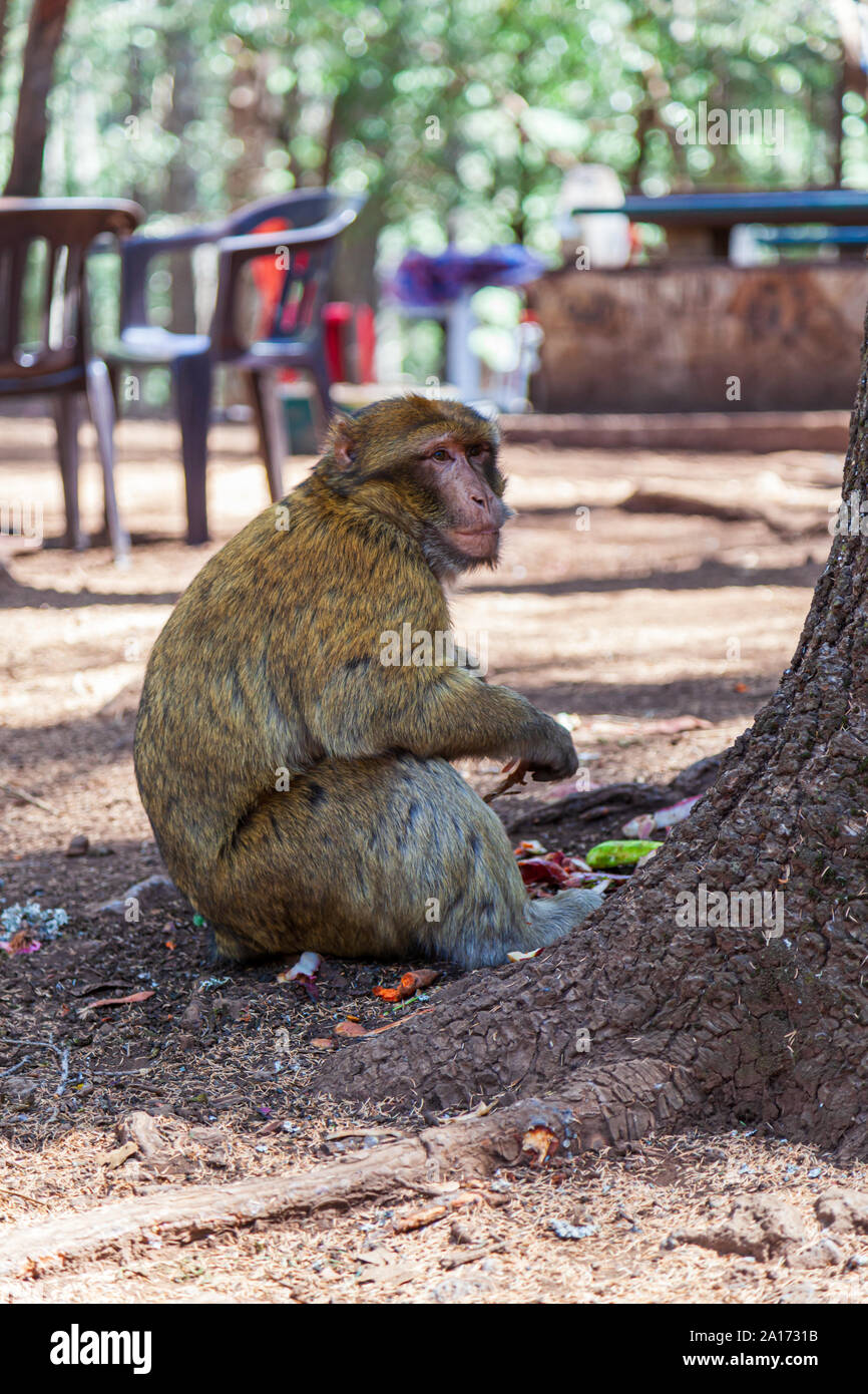 Les Macaques de Barbarie, également connu sous le nom de singe de Barbarie ou magot, est une espèce de macaque unique pour sa distribution en dehors de l'Asie. Trouvés dans les montagnes de l'Atlas Banque D'Images