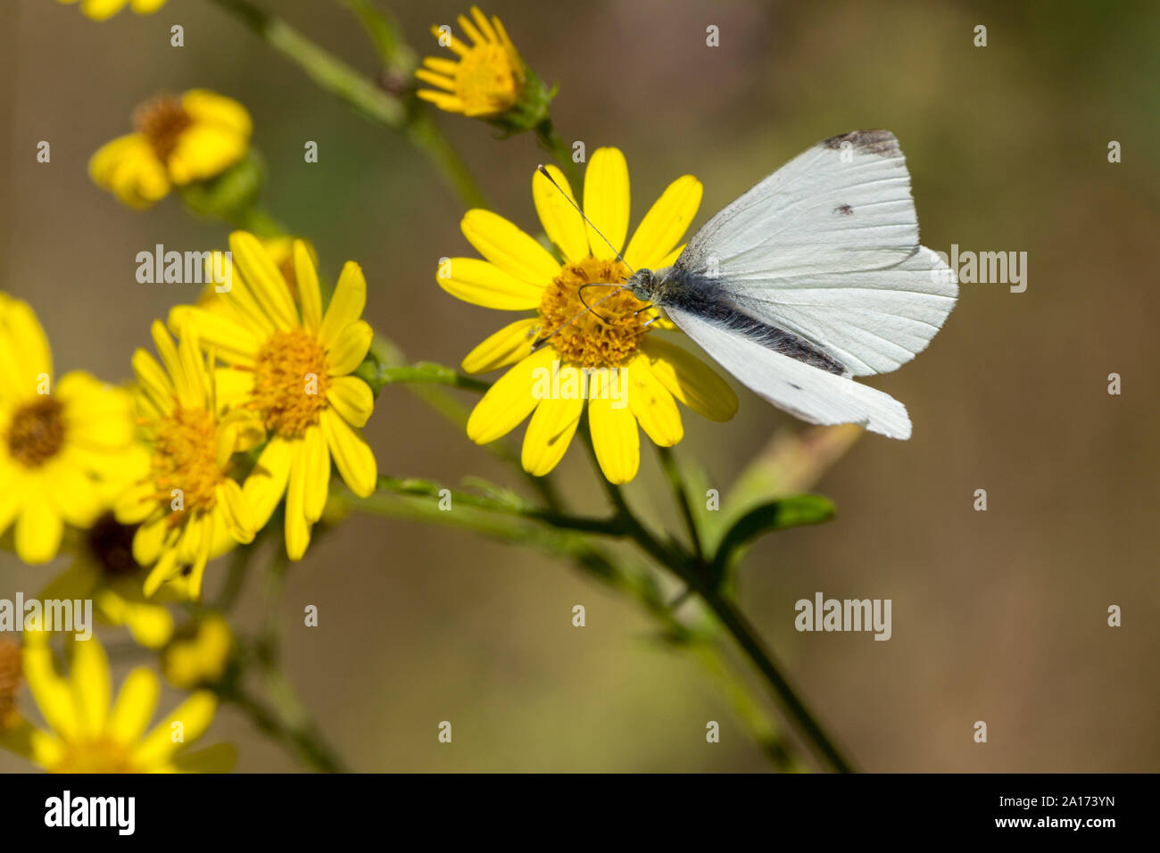 Petit papillon blanc (Artogeia rapae) upperwings avec marquage blanc crème foncé à l'extrémité d'aile. Homme illustré en tant que femelle a deux taches sombres sur l'aile. Banque D'Images