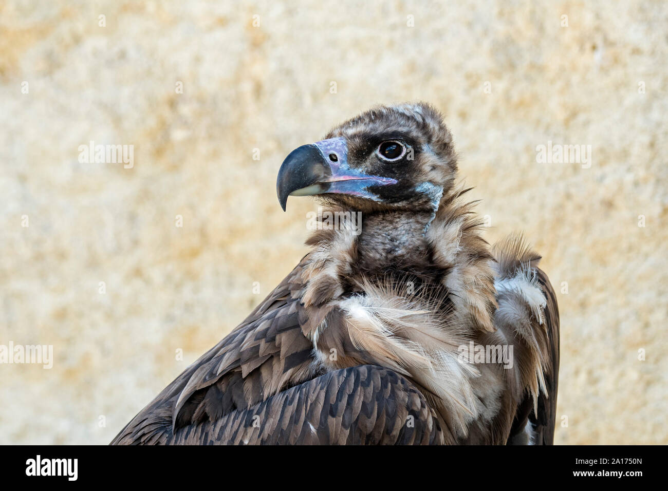 Cinereous vulture urubu noir eurasienne / / (Platycnemis moine monachus) portrait en gros, originaire de France, l'Espagne et l'Asie Banque D'Images