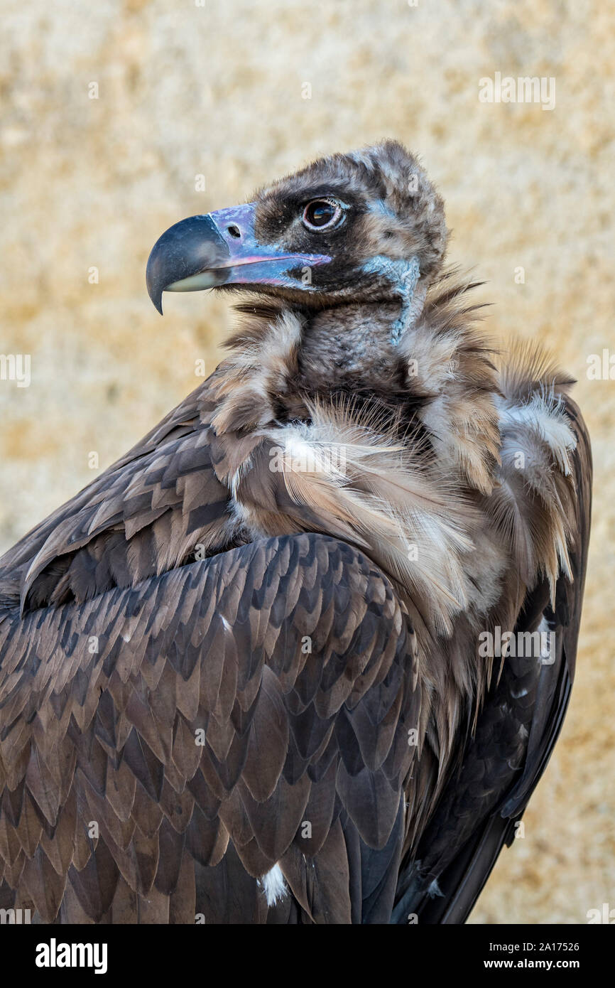 Cinereous vulture urubu noir eurasienne / / (Platycnemis moine monachus) portrait en gros, originaire de France, l'Espagne et l'Asie Banque D'Images