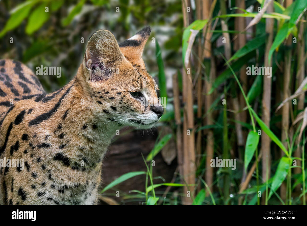 Serval (Leptailurus serval / Felis serval) wild cat / feline originaires d'Afrique dans la forêt Banque D'Images