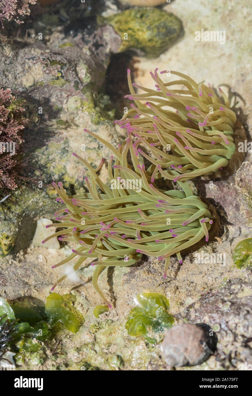 L'Anémone Anemonia viridis (Snakelocks) Banque D'Images